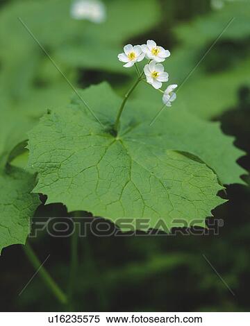 Stock Photography - Chinese Umbrella Leaf. Fotosearch