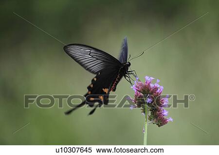 Chinese Windmill Butterfly (Atrophaneura alcinous) View Large Photo Image Stock Photography - Chinese Windmill Butterfly (Atrophaneura alcinous). Fotosearch