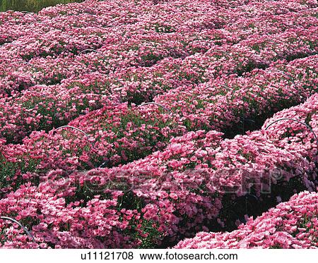 Stock Photo - Chrysanthemum Flowers. Fotosearch