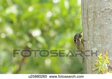 Stock Image - Cicada. Fotosearch