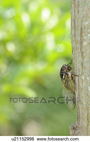 Stock Photo - Cicada. Fotosearch