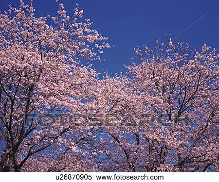 Close Up of Cherry Blossom Trees View Large Photo Image Stock Photography - Close Up of Cherry Blossom Trees. Fotosearch