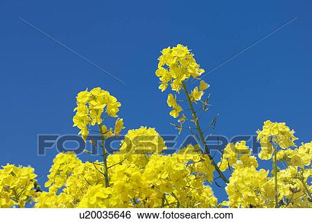 Stock Photograph - Close Up of Oilseed Rape Blossoms Against Blue Sky. Fotosearch