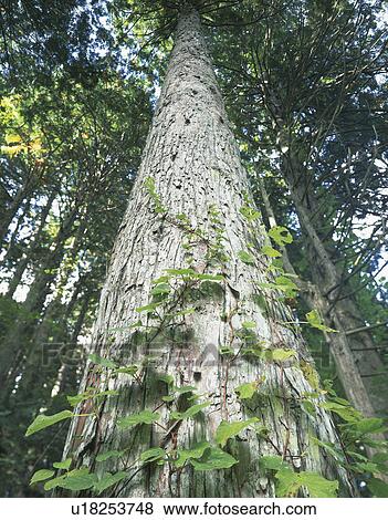 Stock Photo - Close Up of Tree. Fotosearch