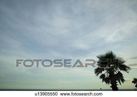 Coconut Palm Against Sky in Silhouette View Large Photo Image Stock Image - Coconut Palm Against Sky in Silhouette. Fotosearch