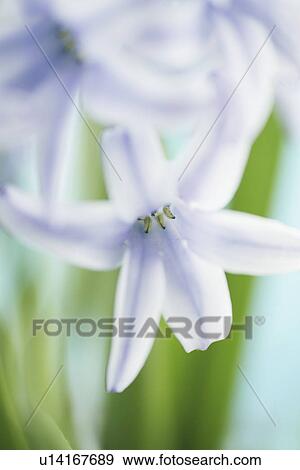 Stock Photo - Common Hyacinth, Extreme Close Up. Fotosearch