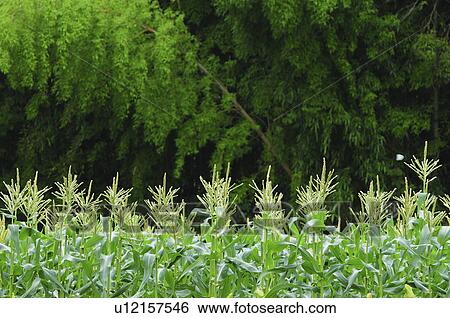 Stock Photograph - Corn Field. Fotosearch