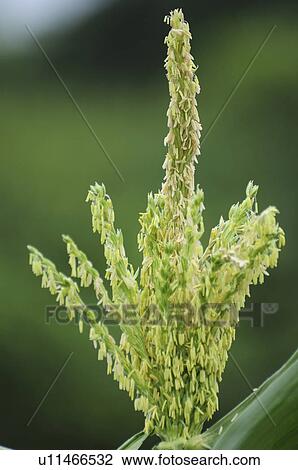 Corn Flower View Large Photo Image Stock Image - Corn Flower. Fotosearch