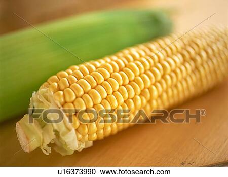 Corn On The Cob View Large Photo Image Stock Image - Corn On The Cob. Fotosearch