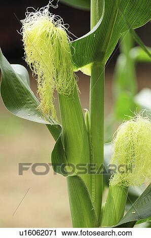 Corn Plant View Large Photo Image Stock Image - Corn Plant. Fotosearch