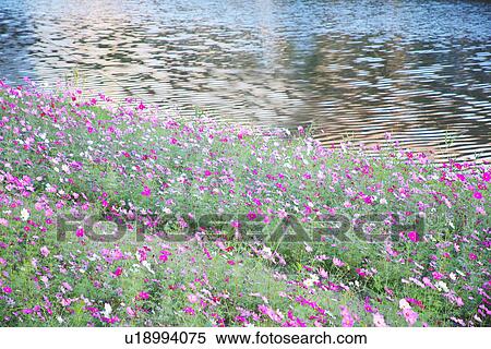 Cosmos Flowers at Riverside View Large Photo Image Stock Photography - Cosmos Flowers at Riverside. Fotosearch