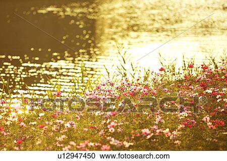 Stock Image - Cosmos Flowers by River. Fotosearch