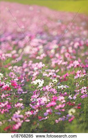 Stock Photography - Cosmos Flowers. Fotosearch