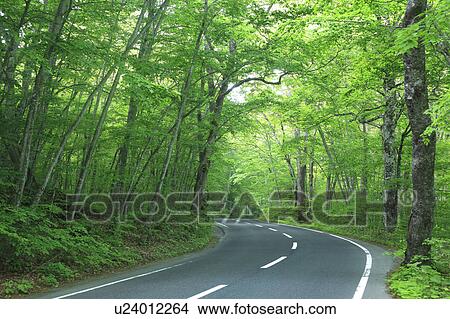 Country Road Through Forest View Large Photo Image Picture - Country Road Through Forest. Fotosearch