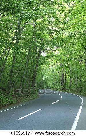 Country Road Through Forest View Large Photo Image Stock Photo - Country Road Through Forest. Fotosearch