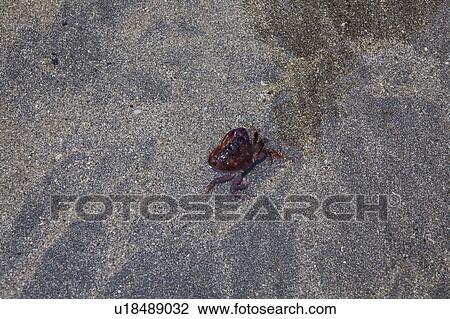 Stock Image - Crab on Sand. Fotosearch
