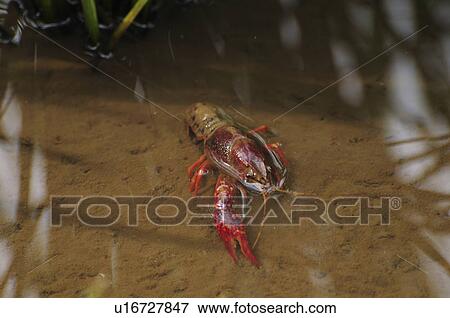 Stock Photo - Crayfish in Paddy Field. Fotosearch