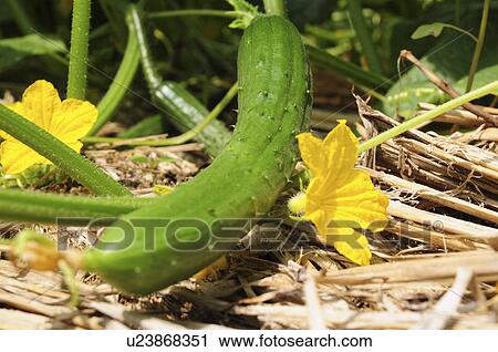 Cucumber View Large Photo Image Stock Image - Cucumber. Fotosearch