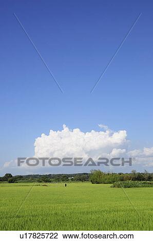 Cumulus Cloud Over Rice Paddy View Large Photo Image Stock Image - Cumulus Cloud Over Rice Paddy. Fotosearch