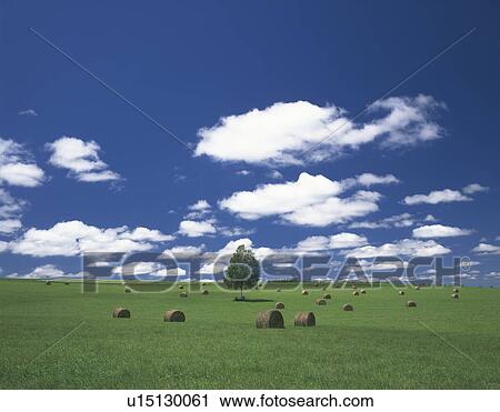 Cumulus Clouds Over Field of Hay Bales View Large Photo Image Stock Image - Cumulus Clouds Over Field of Hay Bales. Fotosearch