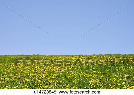 Dandelion Field View Large Photo Image Stock Photography - Dandelion Field. Fotosearch