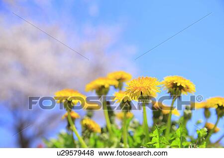 Stock Photo - Dandelion Flowers. Fotosearch
