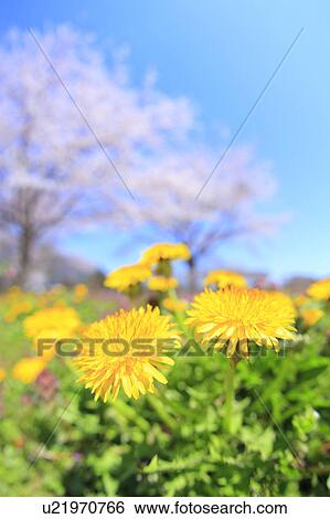 Stock Photograph - Dandelion Flowers. Fotosearch