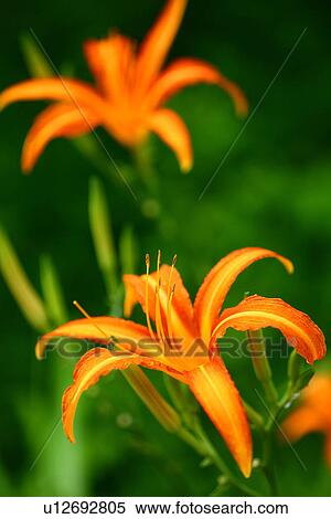 Day lilies View Large Photo Image Stock Photography - Day lilies. Fotosearch