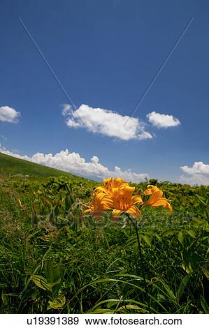 Stock Photo - Daylily at Kurumayama Plateau. Fotosearch