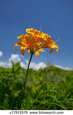 Stock Photograph - Daylily at Kurumayama Plateau. Fotosearch