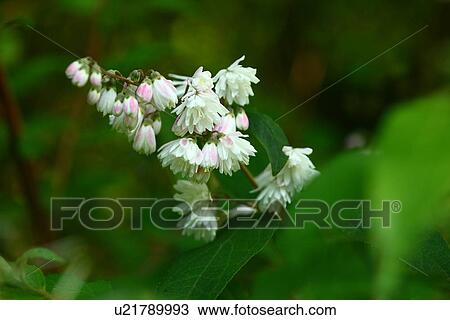 Deutzia crenata form. candissima View Large Photo Image Stock Image - Deutzia crenata form. candissima. Fotosearch