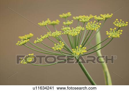 Dill Flower View Large Photo Image Stock Image - Dill Flower. Fotosearch