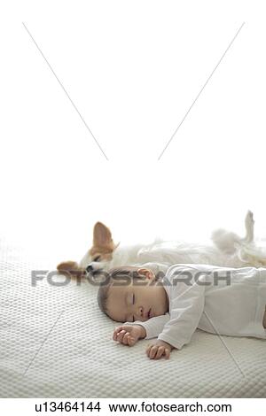Picture - Dog and baby girl sleeping. Fotosearch