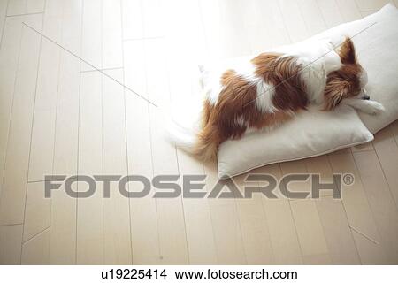 Dog relaxing on cushion View Large Photo Image Picture - Dog relaxing on cushion. Fotosearch