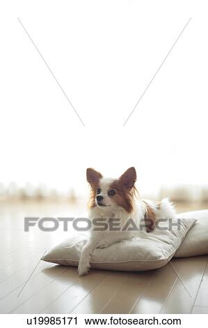 Stock Image - Dog relaxing on cushion. Fotosearch