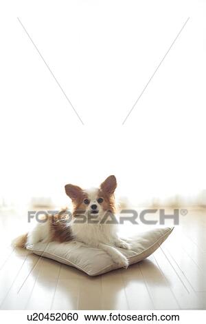 Stock Image - Dog relaxing on cushion. Fotosearch