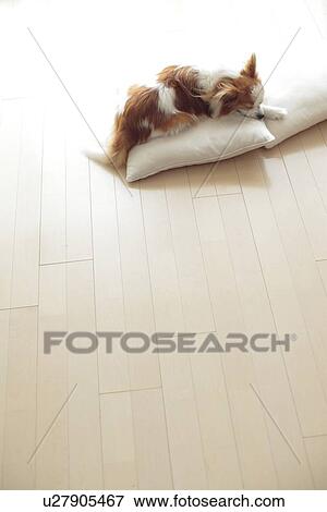 Stock Photo - Dog relaxing on cushion. Fotosearch