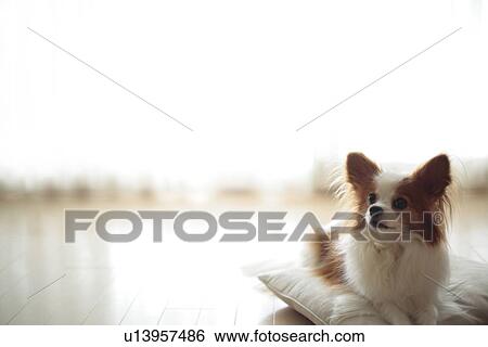 Stock Photograph - Dog relaxing on cushion. Fotosearch