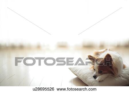 Dog relaxing on cushion View Large Photo Image Stock Photograph - Dog relaxing on cushion. Fotosearch