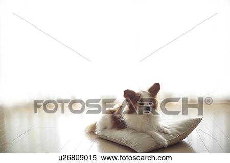 Stock Photography - Dog relaxing on cushion. Fotosearch