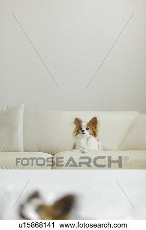 Dog relaxing on sofa View Large Photo Image Stock Image - Dog relaxing on sofa. Fotosearch