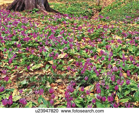 Stock Image - Dogtooth Violets. Fotosearch
