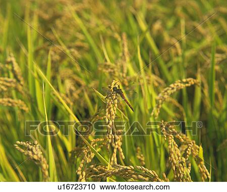 Stock Image - Dragonfly on Rice Plant. Fotosearch