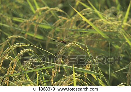 Dragonfly on Rice Stem View Large Photo Image Stock Photo - Dragonfly on Rice Stem. Fotosearch