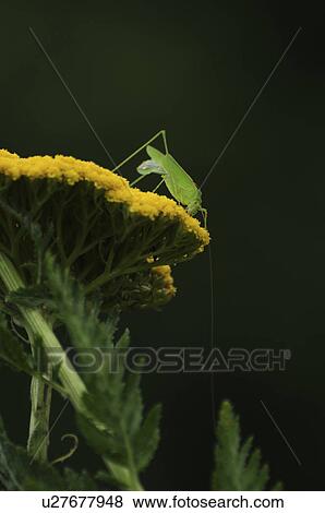 Stock Photo - Ducetia Japonica. Fotosearch