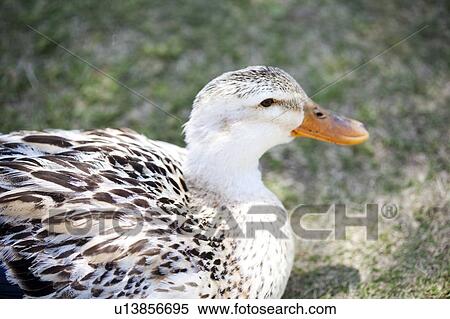 Duck View Large Photo Image Stock Photography - Duck. Fotosearch
