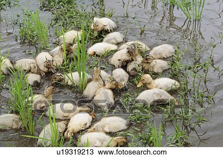 Ducks in Rice Paddy View Large Photo Image Stock Image - Ducks in Rice Paddy. Fotosearch