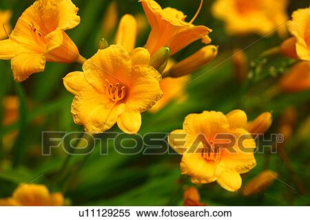 Stock Photography - Early daylilies. Fotosearch