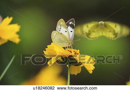 Eastern Pale Clouded Yellow Butterfly View Large Photo Image Stock Image - Eastern Pale Clouded Yellow Butterfly. Fotosearch