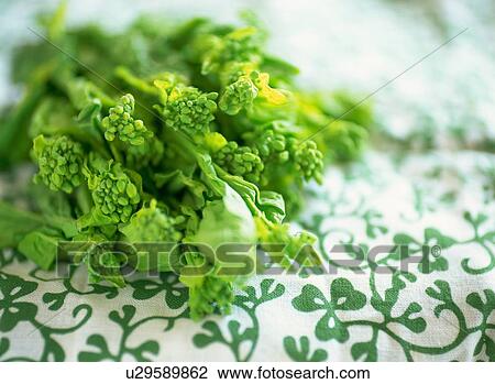 Stock Image - Edible Oilseed Rape. Fotosearch